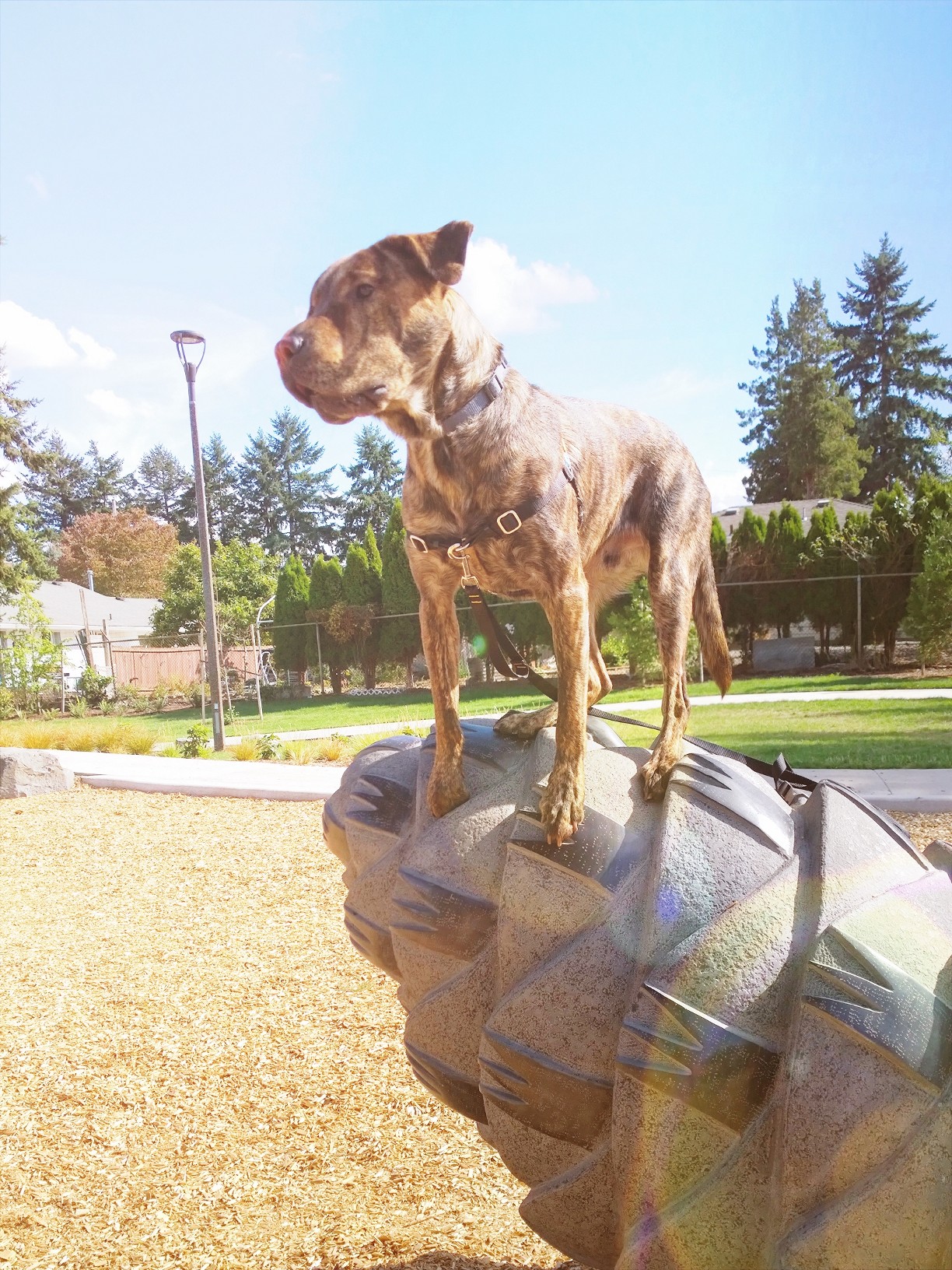 Playing at the park